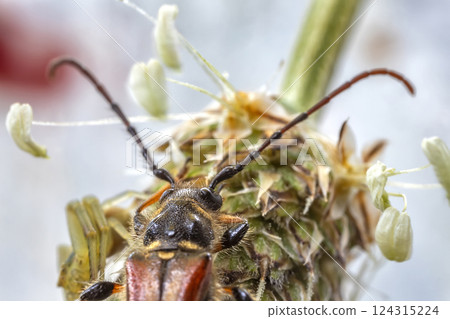 small bug on the dandelion head. small bug on the dandelion head. 124315224