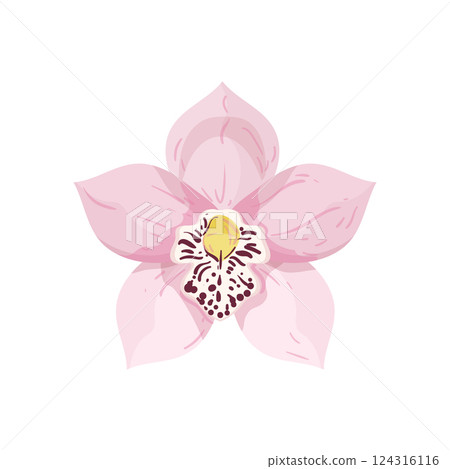 Pink Orchid Pink Orchid 124316116