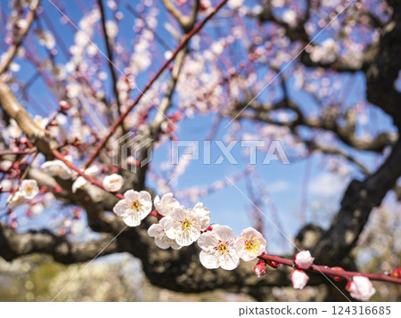 梅花盛開 梅花盛開 124316685