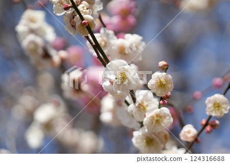 白梅花 124316688