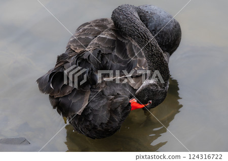 Black swans at Hiratsubo Numa in Miyagi 124316722