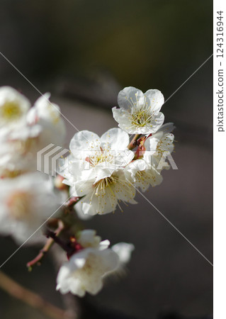 荒山公園梅林 124316944