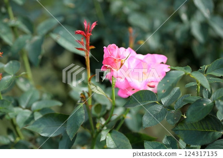 秋季玫瑰花環 124317135