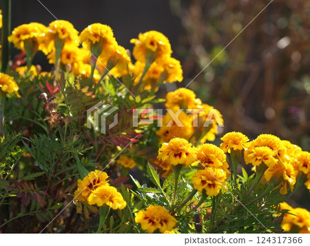 marigold flower ecological photography 124317366