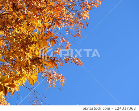 Blue sky and yellow leaves of Zelkova Blue sky and yellow leaves of Zelkova 124317368