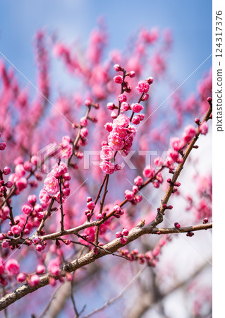 The beauty of full-bloomed red plum blossoms against the blue sky ① The beauty of full-bloomed red plum blossoms against the blue sky ① 124317376