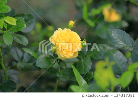 Autumn Roses Bell Romantica Autumn Roses Bell Romantica 124317381