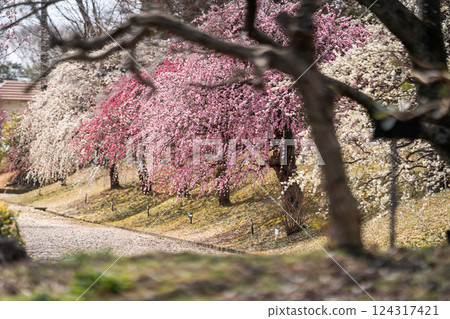 A beautiful spring scene with colorful weeping plum blossoms① 124317421