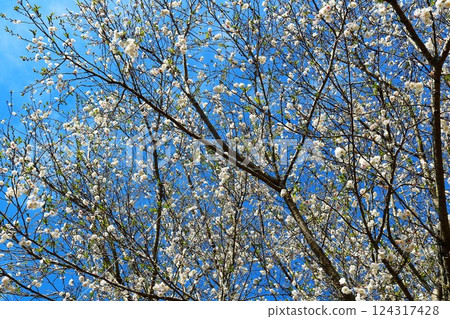 Cherry blossoms shining against the blue sky: A spring stroll in the park 124317428