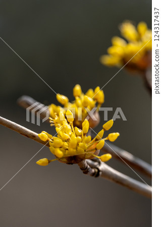 仍處於花蕾狀態的三株花的特寫 124317437