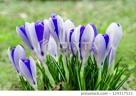 blue white spring crocus flowers on green meadow close up blue white spring crocus flowers on green meadow close up 124317521