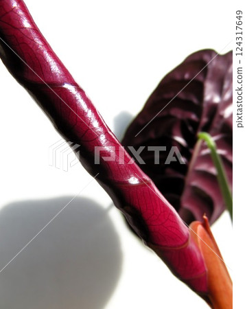 Alocasia cuprea 新葉 Alocasia cuprea 新葉 124317649