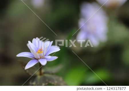 Yukiwari Ichige (Spring Ephemeral) Yukiwari Ichige (Spring Ephemeral) 124317877