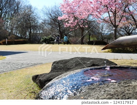 櫻花盛開、筑波迷人的寧靜公園 櫻花盛開、筑波迷人的寧靜公園 124317917