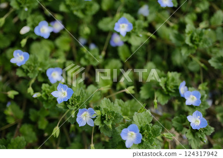 Flowers blooming in a nearby park 124317942