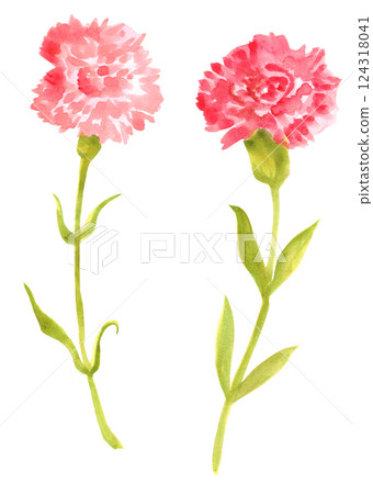 兩朵康乃馨水彩素材 124318041