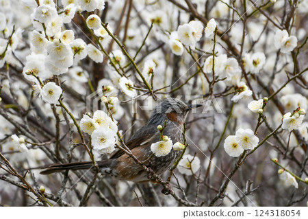 brown-eared bulbul, white plum blossoms, bloom 124318054