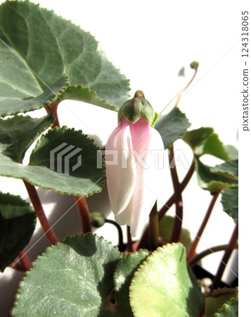 阿芙羅狄娜 124318065