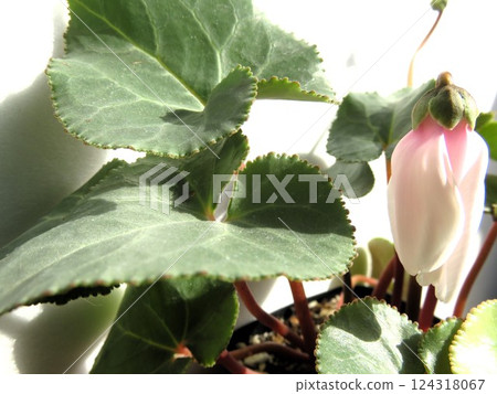 Afrodina Afrodina 124318067