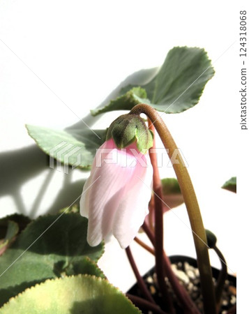 Afrodina Afrodina 124318068