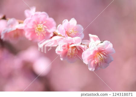 Plum blossoms in Tsukigase, Nara Prefecture 124318071