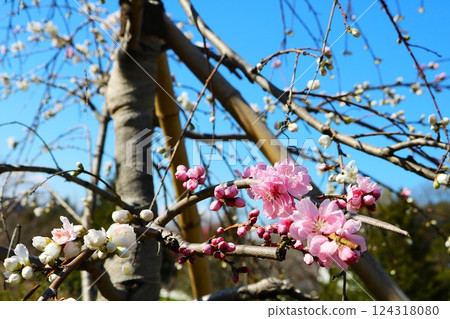 在春天的公園裡,美麗的桃花在藍天下綻放 在春天的公園裡,美麗的桃花在藍天下綻放 124318080