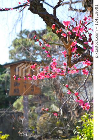 初春來臨:喜多院境內紅梅盛開 初春來臨:喜多院境內紅梅盛開 124318081