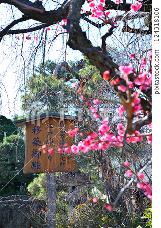 Arrival of early spring: Red plum blossoms in the grounds of Kita-in Temple Arrival of early spring: Red plum blossoms in the grounds of Kita-in Temple 124318106