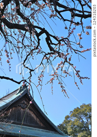 初春來臨：喜多院境內的重瓣梅花 124318203
