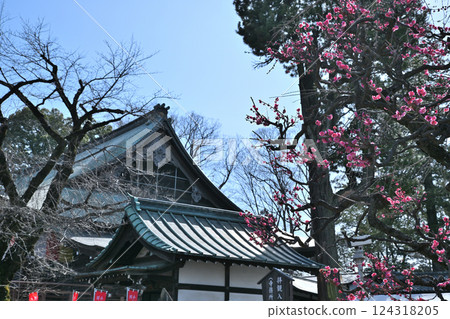 初春來臨:喜多院境內的重瓣梅花 初春來臨:喜多院境內的重瓣梅花 124318205