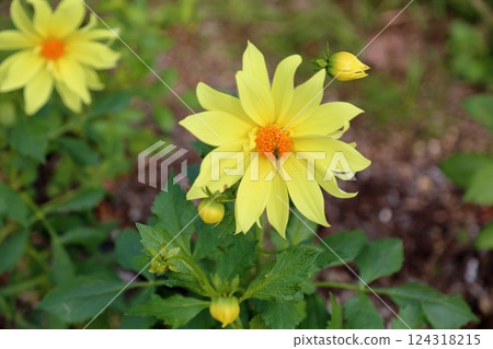 Cute dahlia flower 124318215