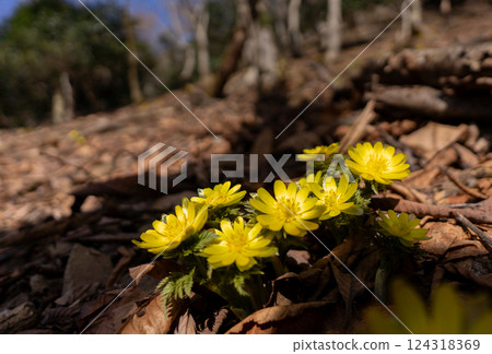 Fukujusou blooming in Satoyama in early spring 124318369