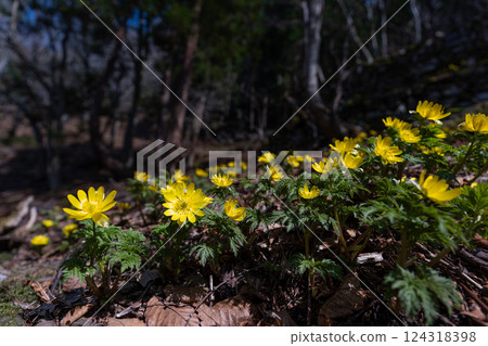 Fukujusou blooming in Satoyama in early spring 124318398