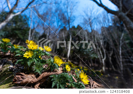 早春的里山福壽莊盛開 124318408