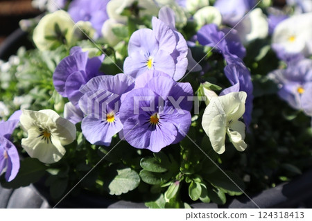 Pastel-colored violas grown from seed Pastel-colored violas grown from seed 124318413