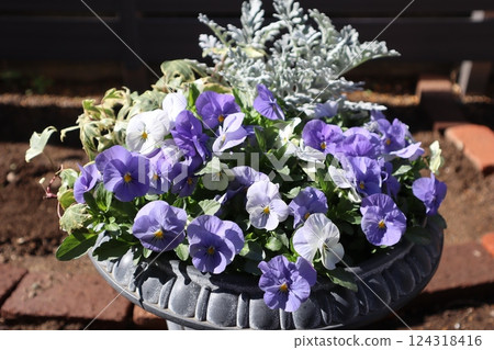Pastel-colored violas grown from seed Pastel-colored violas grown from seed 124318416