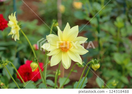Cute dahlia flower 124318488