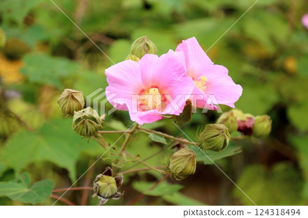 可愛的芙蓉花 124318494
