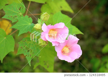 可愛的芙蓉花 124318495