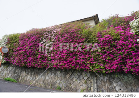 Azaleas in full bloom on the streets Azaleas in full bloom on the streets 124318496