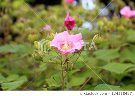 可愛的芙蓉花 可愛的芙蓉花 124318497