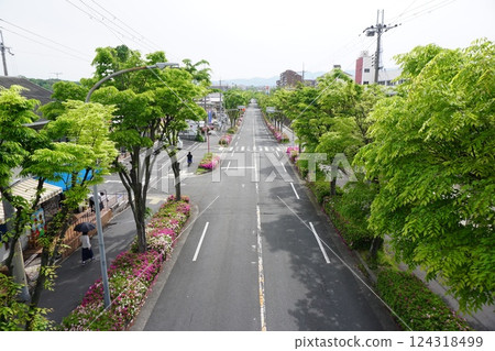 街頭盛開的杜鵑花 街頭盛開的杜鵑花 124318499