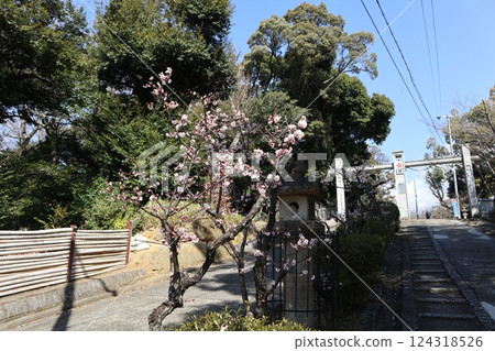 Spring at Takatsuki Castle Tenmangu Shrine in Osaka, with the scent of plum blossoms Spring at Takatsuki Castle Tenmangu Shrine in Osaka, with the scent of plum blossoms 124318526