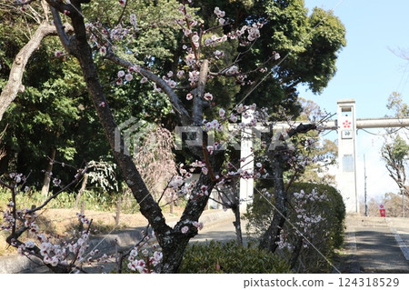 大阪高槻城天滿宮的春天，梅花的香味撲鼻而來 124318529