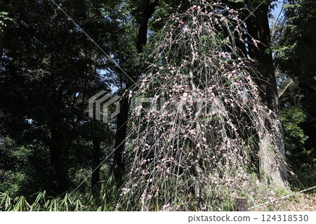 Spring at Takatsuki Castle Tenmangu Shrine in Osaka, with the scent of plum blossoms Spring at Takatsuki Castle Tenmangu Shrine in Osaka, with the scent of plum blossoms 124318530