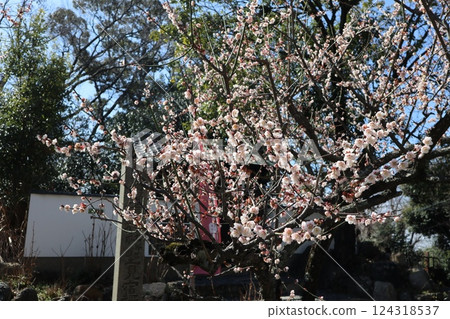 Spring at Takatsuki Castle Tenmangu Shrine in Osaka, with the scent of plum blossoms 124318537