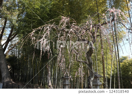 Spring at Takatsuki Castle Tenmangu Shrine in Osaka, with the scent of plum blossoms 124318540