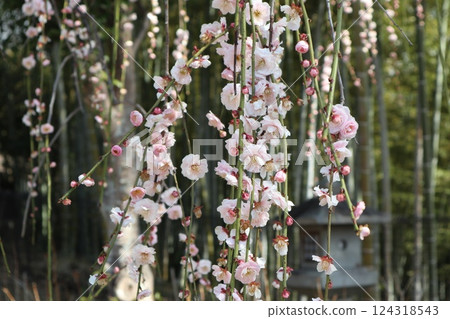 大阪高槻城天滿宮的春天，梅花的香味撲鼻而來 124318543