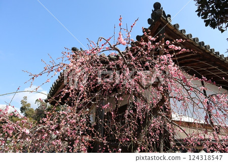 大阪高槻城天滿宮的春天,梅花的香味撲鼻而來 大阪高槻城天滿宮的春天,梅花的香味撲鼻而來 124318547