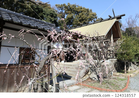大阪高槻城天滿宮的春天,梅花的香味撲鼻而來 大阪高槻城天滿宮的春天,梅花的香味撲鼻而來 124318557